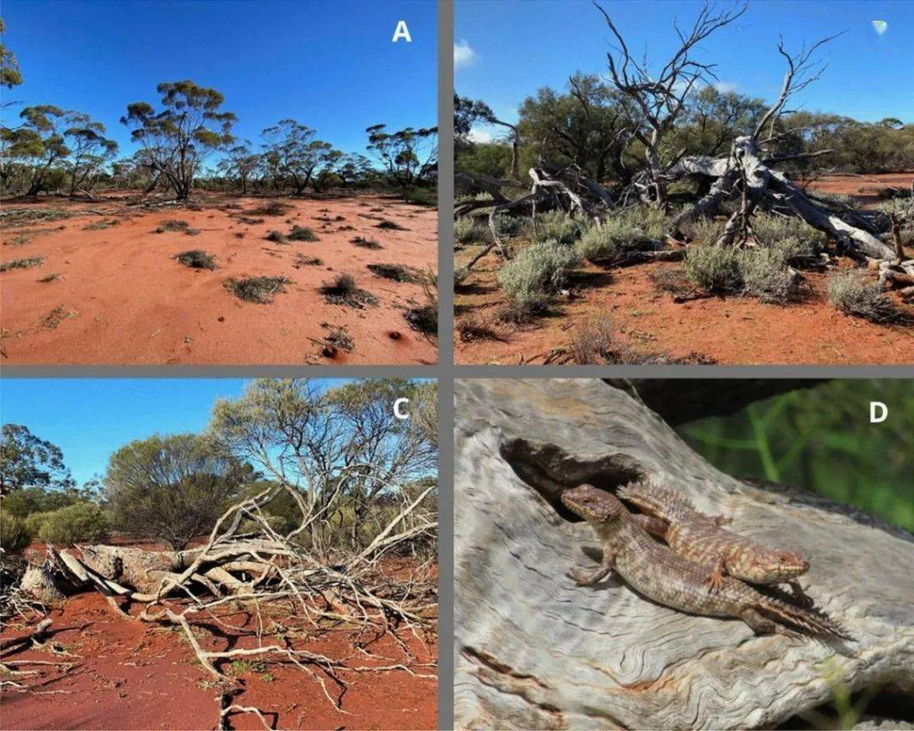 LiDAR technology used to recreate 'log castles' to save homeless spiny-tailed lizards